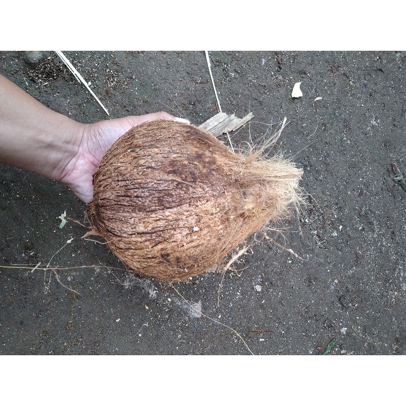 

KELAPA TUA BUAT PARUD PRODUKSI PETANI