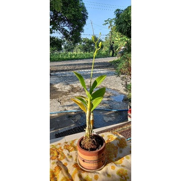 anggrek dendro berbunga