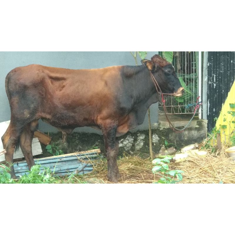 sapi qurban