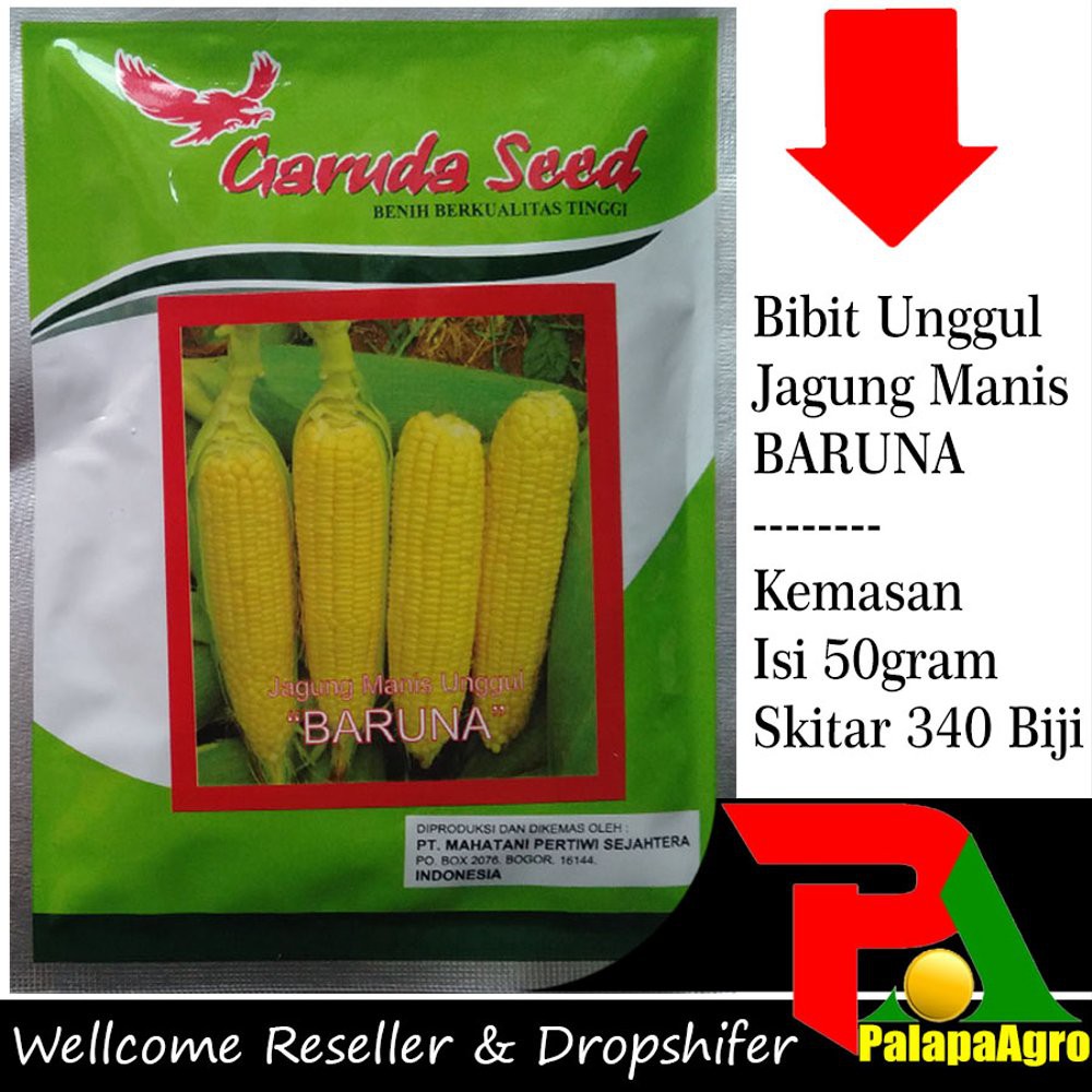 Jual Dijual Benih Jagung Manis BARUNA 50gram & Bibit Jagung Manis ...