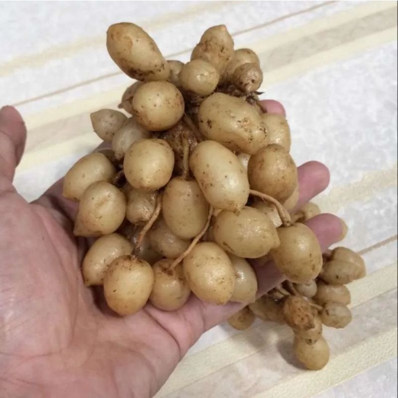 

Kunyit Putih Bumbu Dapur Herbal Alami Surga kebutuhan ku