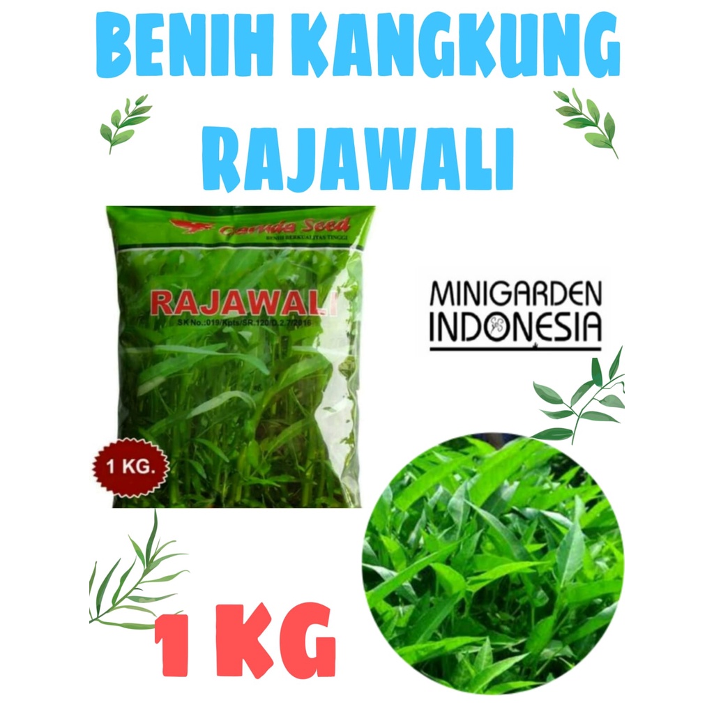 BIJI KANGKUNG RAJAWALI  PACK 1KG BENIH TANAMAN SAYUR SAYURAN HIDROPONIK garuda seed