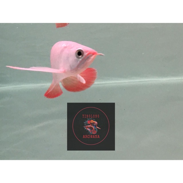 HOT PROMO Arowana/Arwana Super Red 25-28CM