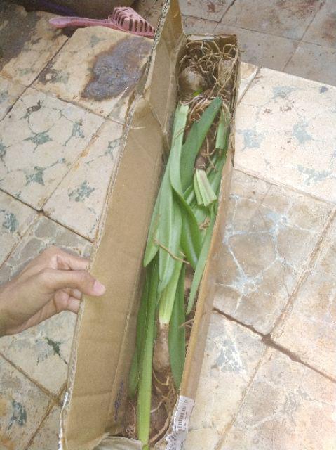 Umbi Amarilis. Umbi Bawang Brojol. Bawang Bawangan Warna Orange