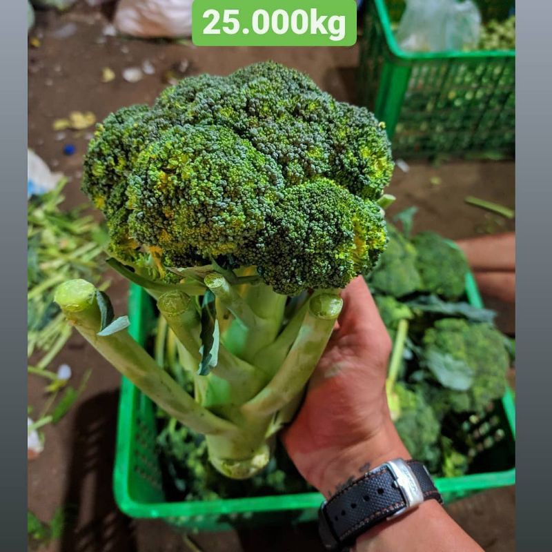 

Brokoli murah 1kg