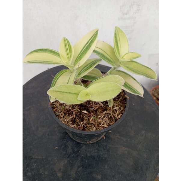 tanaman hias tradescantia sillamontana variegata