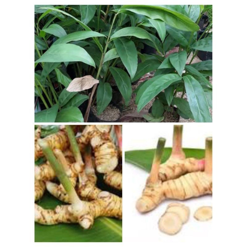 Tanaman Herbal Laos, Tanaman Lengkuas, Pohon Lengkuas, Lengkoas