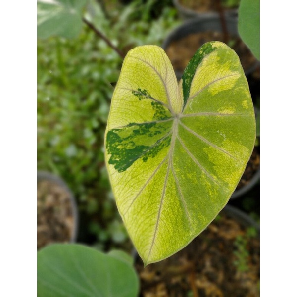colocasia esculenta black steam varigata