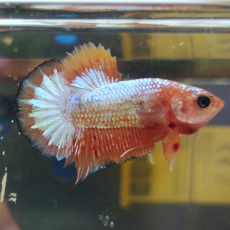 Ikan Cupang Hias Orange Fancy Copper | Real Pict | CODE AA 04 | Shopee