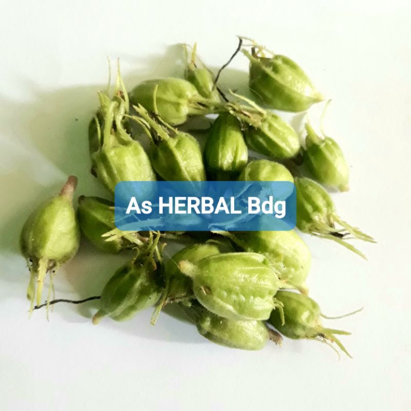 

Buah kitolod buah bunga kitolod segar isi 200 butir-az