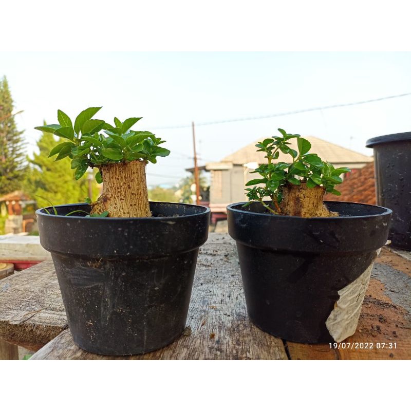 bonsai Sancang bahan sancang