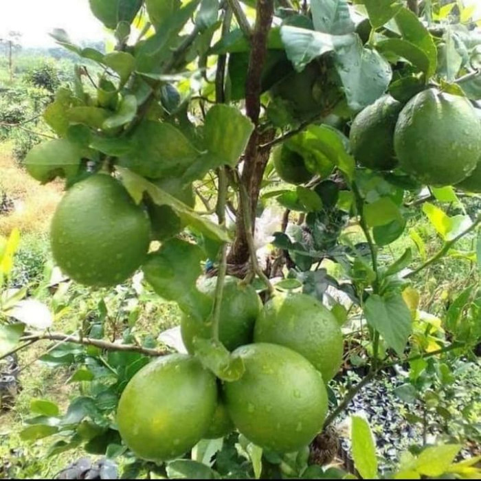 Bibit Pohon Jeruk Nipis Jumbo - Pohon Jeruk Nipis Jumbo - Pohon Jeruk