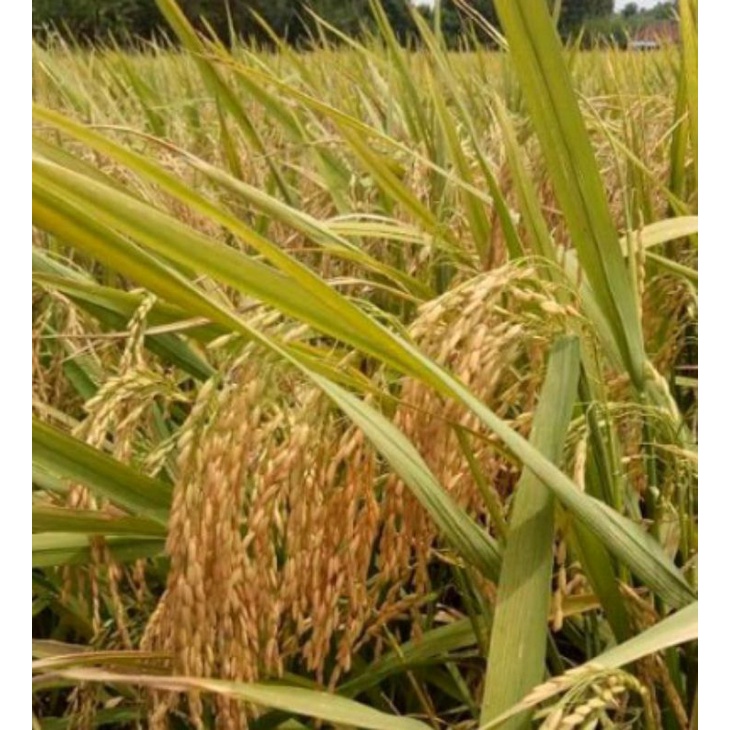 Benih padi Srikandi Jumbo (SAMBO)