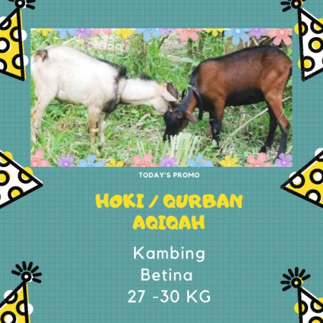 

Kambing Betina Aqiqah - Berat ~27-30 Kg