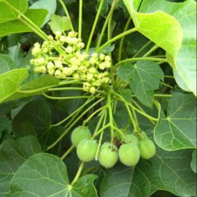 Daun jarak segar perlembar // jarak pagar // daun jarak