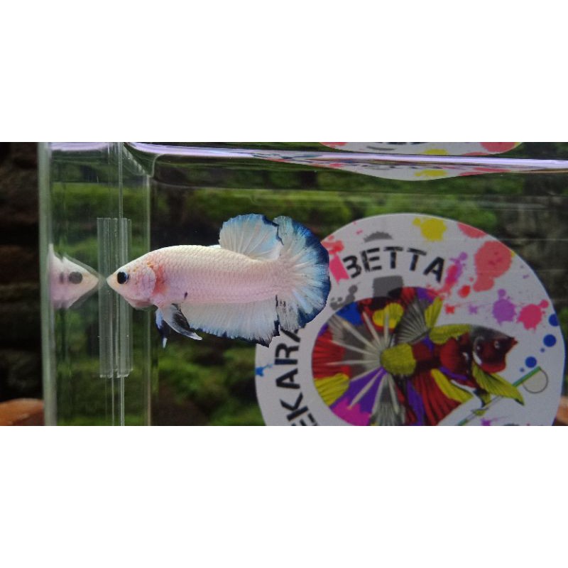 Murah.  Cupang Blue rim/Blue panda