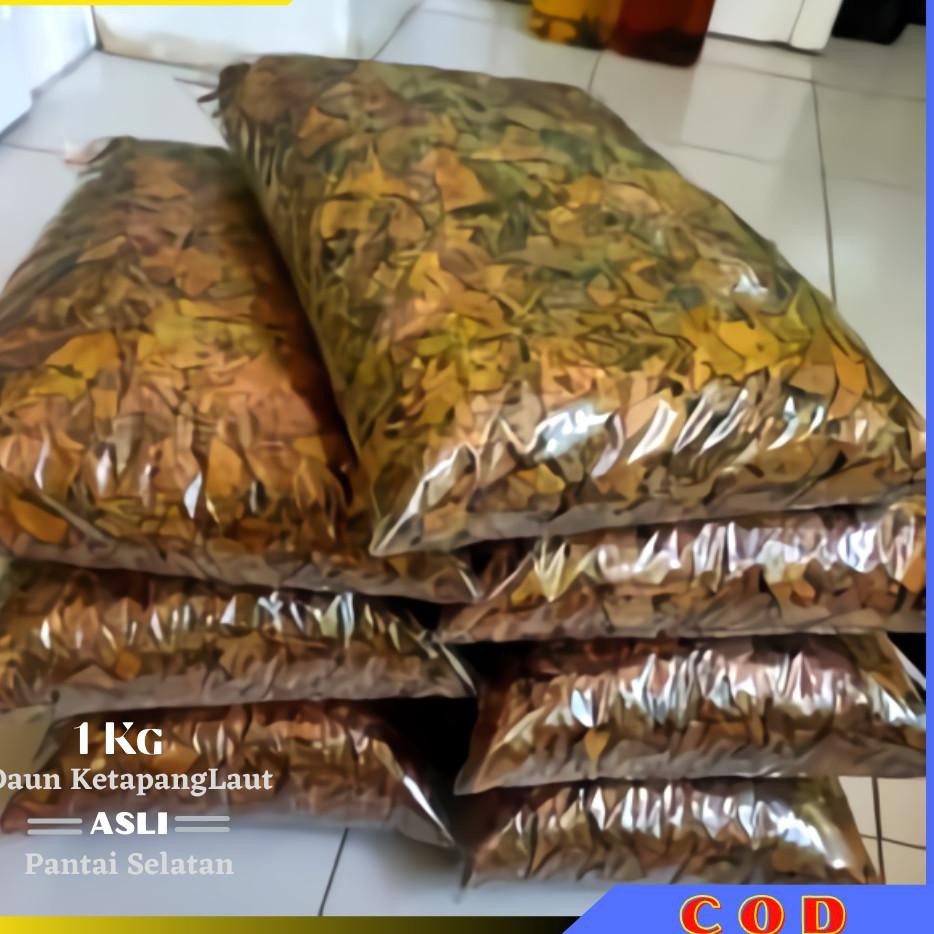 

JuAlan's DAUN KETAPANG LAUT OLAHAN PERMENTASI 1 KG |J6S005 ..,!