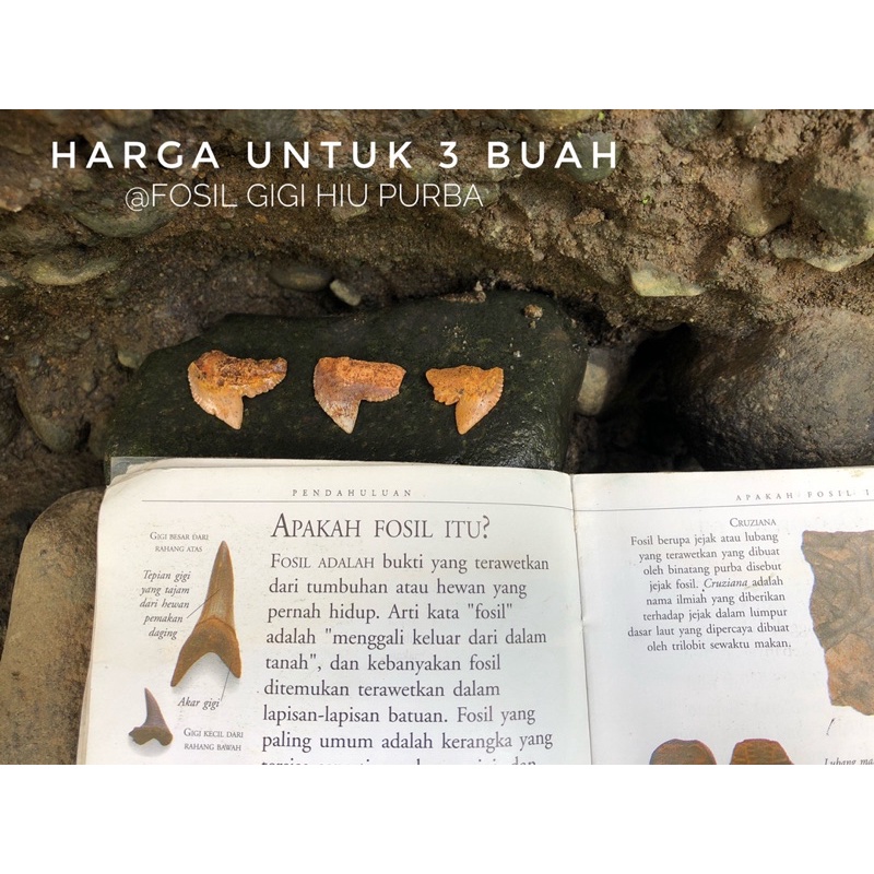 Fosil Gigi Hiu Purba Temuan H24 atau Fosil Taring Hiu Langka atau Megalodon