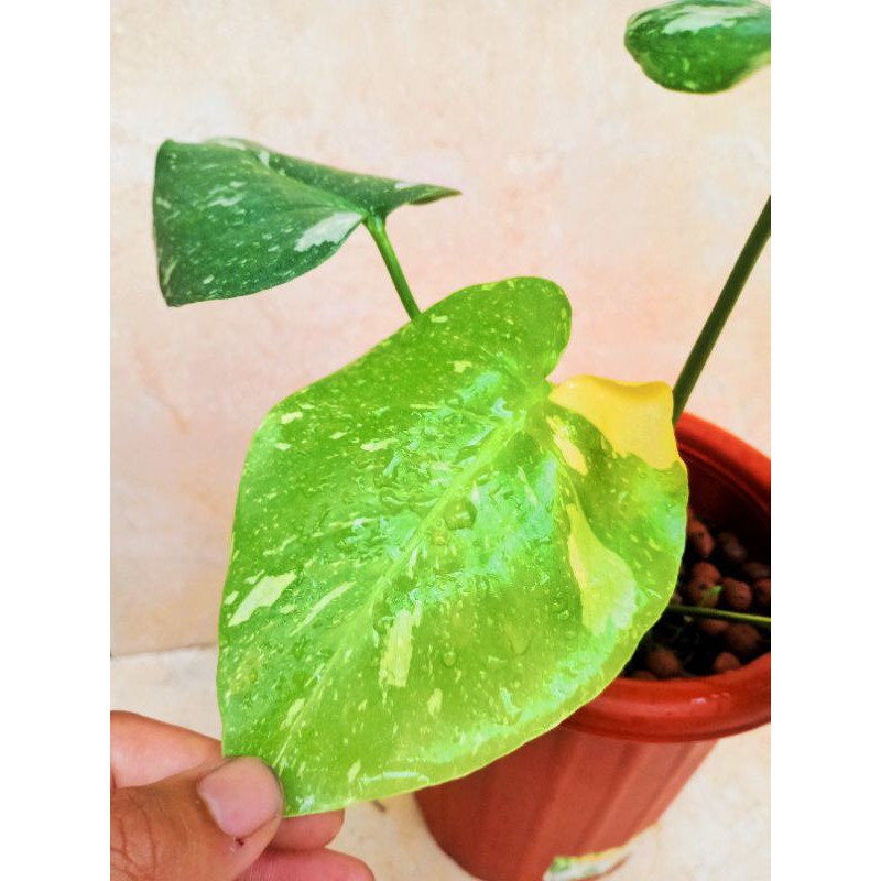 MONSTERA WHITE TIGER