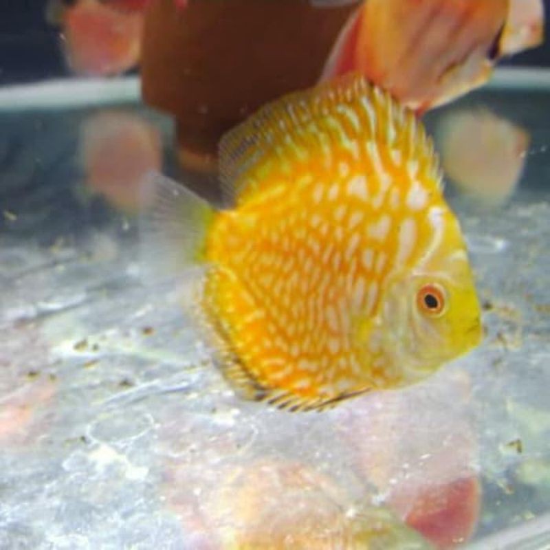 discus yellow pigeon