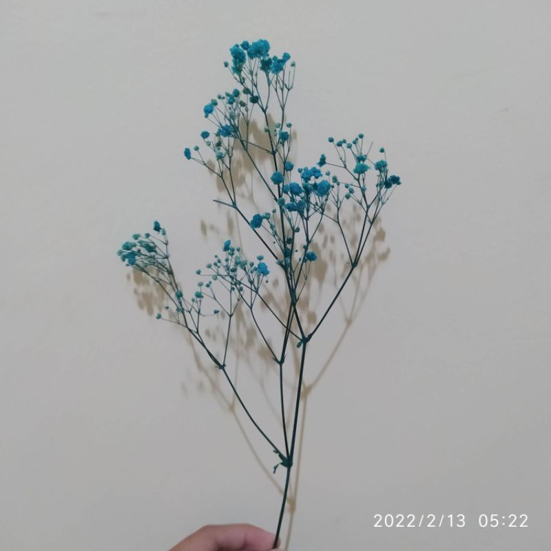 BK15 - Baby Breath Kering Asli Bunga Impor Bunga Mahar Bouquet