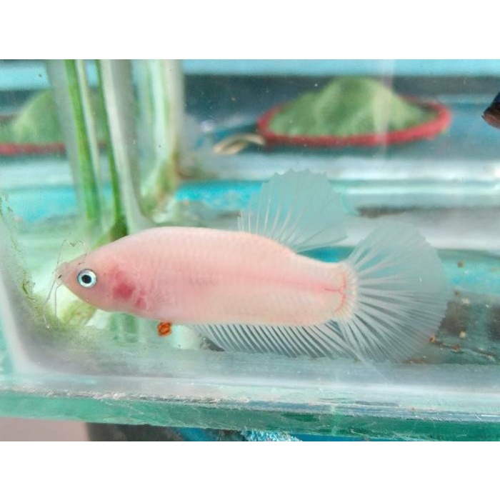 

Ikan cupang hias cellophan