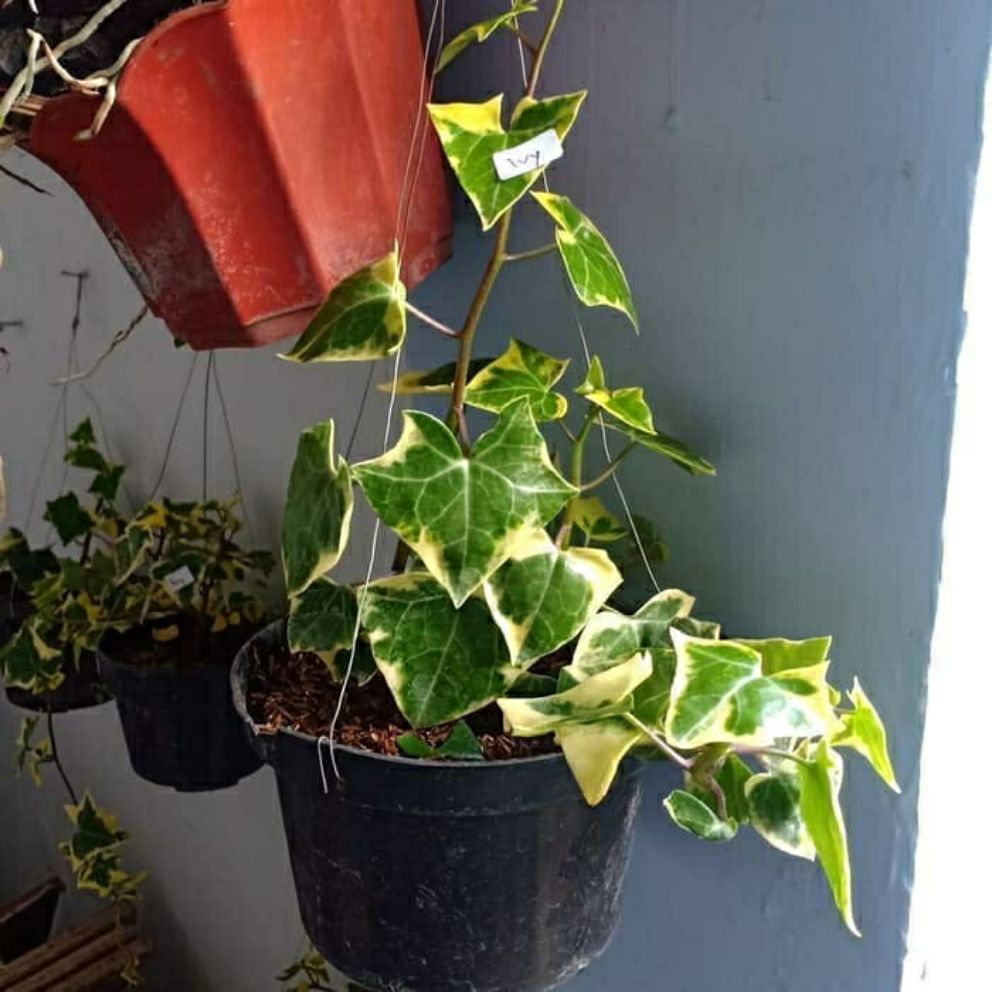 Tanaman gantung IVY varigata-Bunga Ivy English Variegata - Tanaman Hias Hidup-Bunga Hidup-Bunga Hias