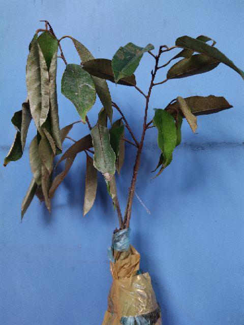 Bibit Durian Merah Unggul/bibit Durian/bibit Durian Merah Murah