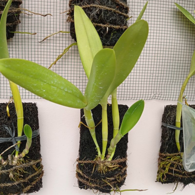 Tanaman Hias Anggrek Cattleya Mantini