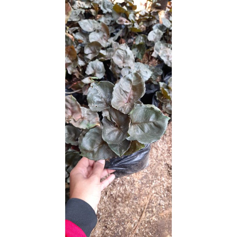 Tanaman hias singonium black