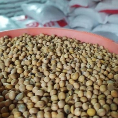 

1KG KACANG KEDELAI BUAT TEMPE TAHU DLL