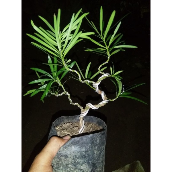 Bahan Bonsai Lohansung
