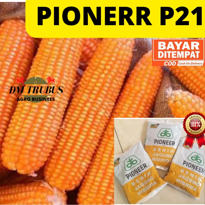 Benih Jagung Hibrida PIONEER Brand P21 Dahsyat Bibit Jagung Terbaik