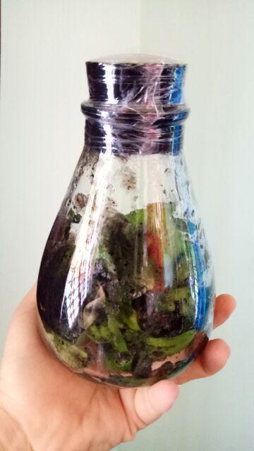 Anggrek Botol Bulan - Phalaenopsis Hybrid Botol Lab