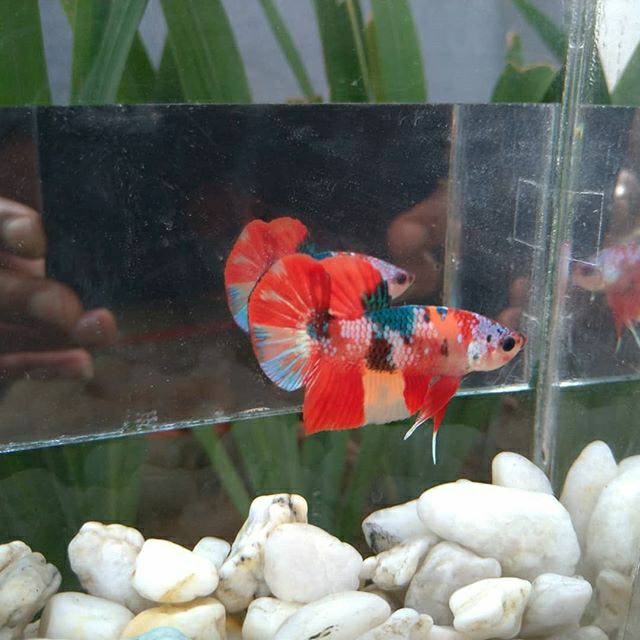 Cupang nemo candy multicolor bukan koi galaxy avatar