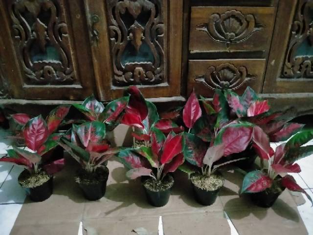 Suksom jaipong tingkai panjang (AGLONEMA SUKSOM)