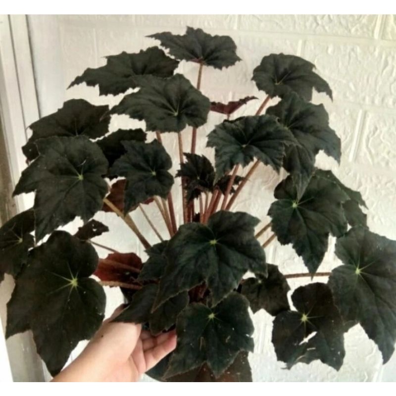 Tanaman Hias Begonia Black velvet Begonia Hitam