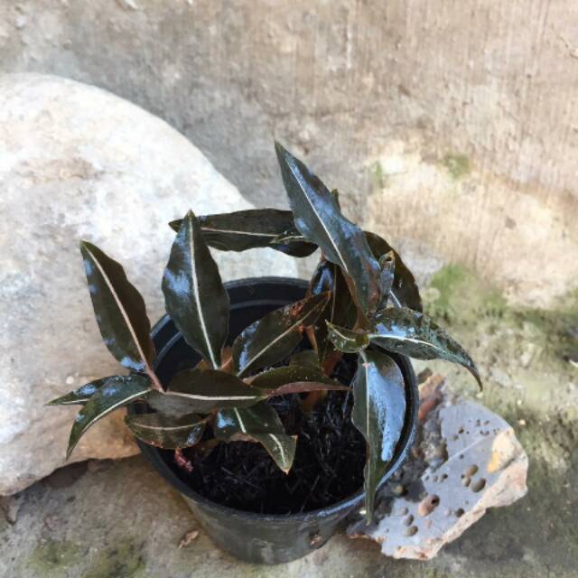 Jewel Orchid Ludisia Discolor