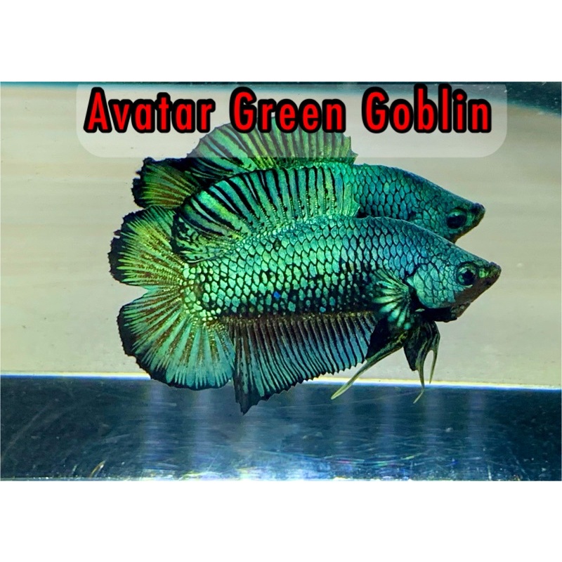 PKDT Avatar Green Goblin