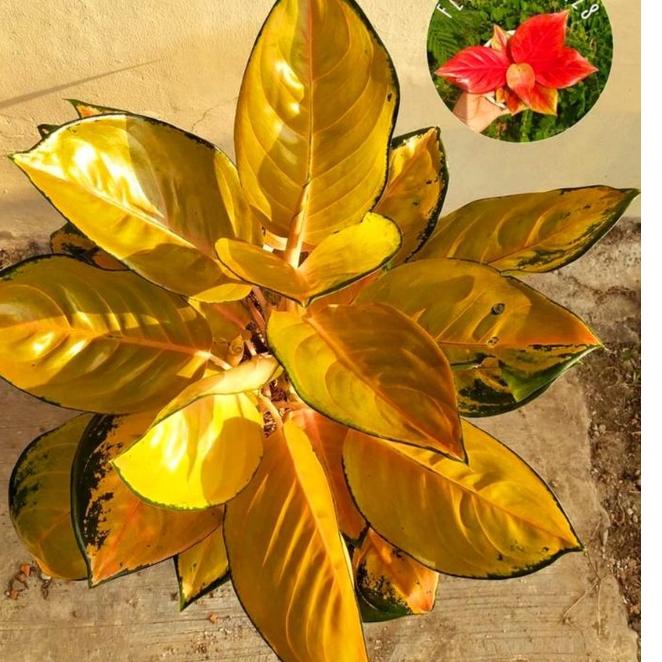 [VnT⭐ Aglonema Sultan brunei remaja - tanaman hias hidup - bunga hidup - bunga aglonema - aglaonema merah - aglonema merah - aglonema murah - aglaonema murah produck terbaik