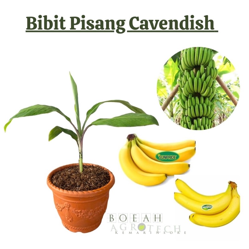 Bibit Tanaman Pisang Cavendish Sunpride/ Pisang Sunpride Jumbo Enak