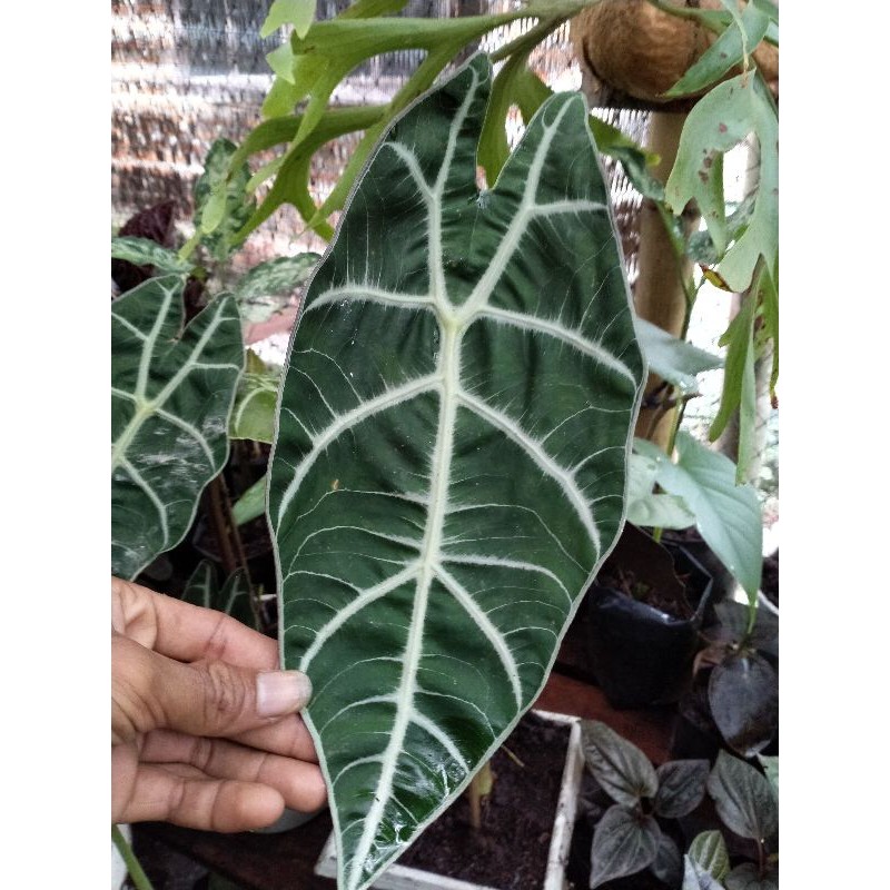 alocasia watsonia.