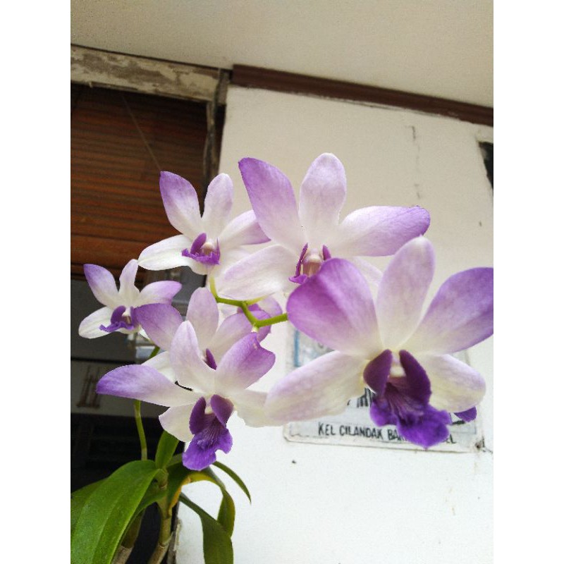 Anggrek Dendrobium Arindang Blue