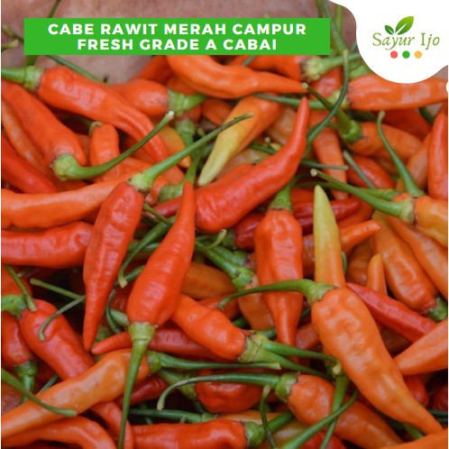 

Cabe Rawit Merah Campur 125 Gram Fresh Cabai Red Chili Sayur Hijau Sambal Sambel Pedas Segar