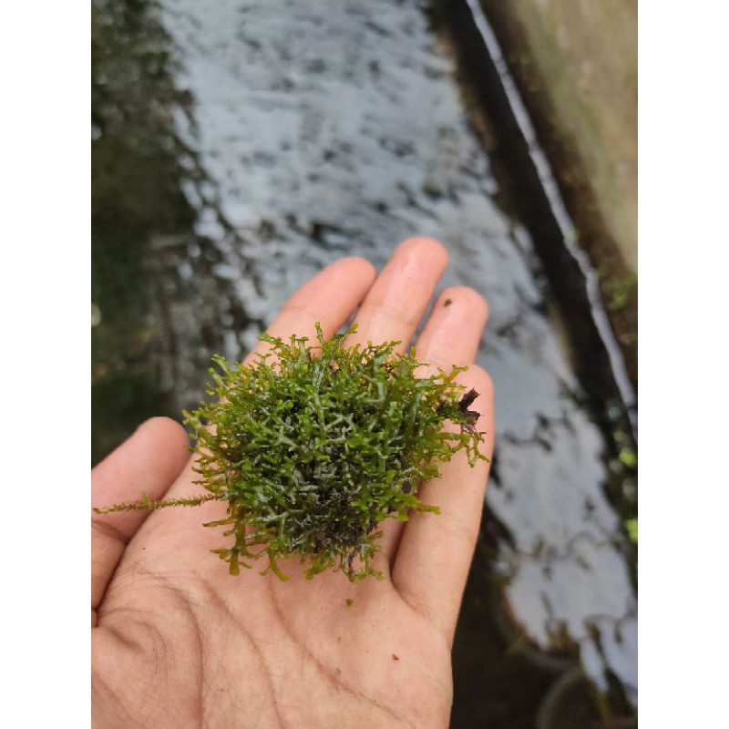 ricardia MOS media wabikusa