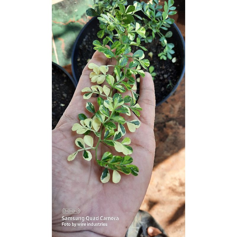 kawista batu variegata