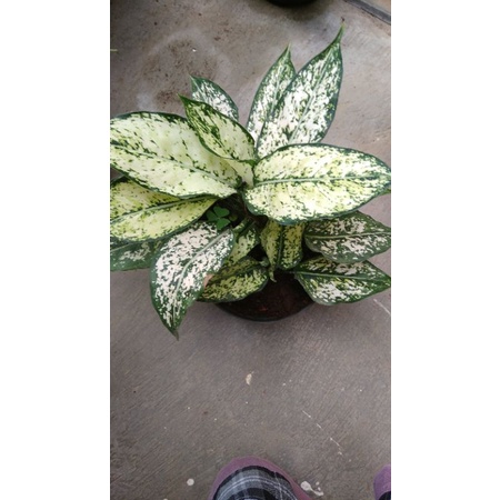 aglonema snow white rumpun