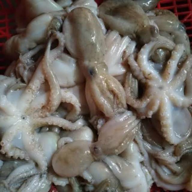 

Baby Gurita free Sterofoam