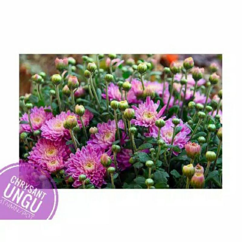 TANAMAN KRISAN ASTER A GRADE WARNA UNGU 4 POHON |COD| TANAMAN HIAS HIDUP PROMO