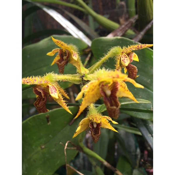 Dendrobium macrophyllum var ternatese